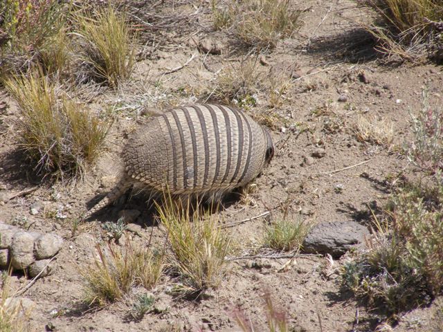 beest onderweg route 40