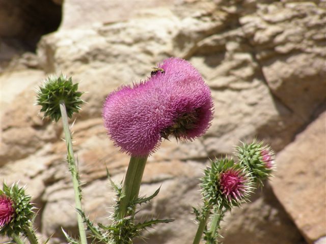 bloemen in Patagonie
