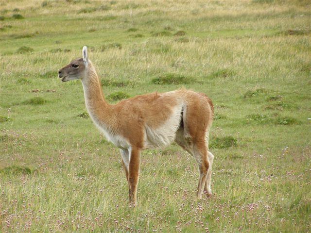Guanaco, Torres del Paine park, Chile
