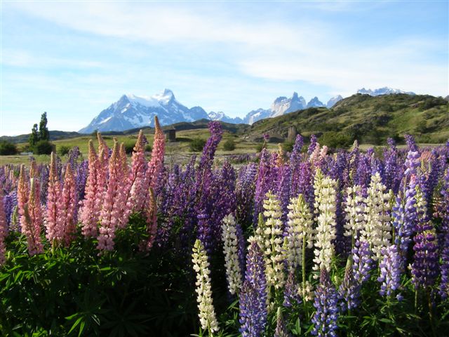 lupine bloemen - Chili