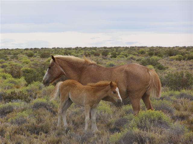 paarden in Patagonie