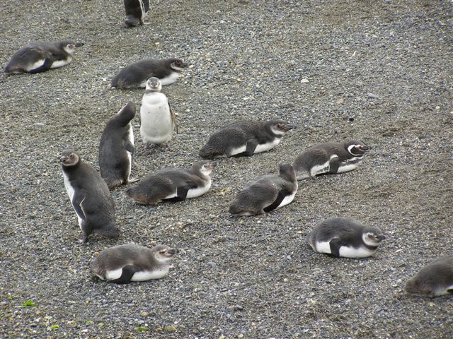 pinguins - Tierra del Fuego - boattrip