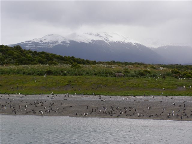 pinguins-eiland-Vuurland