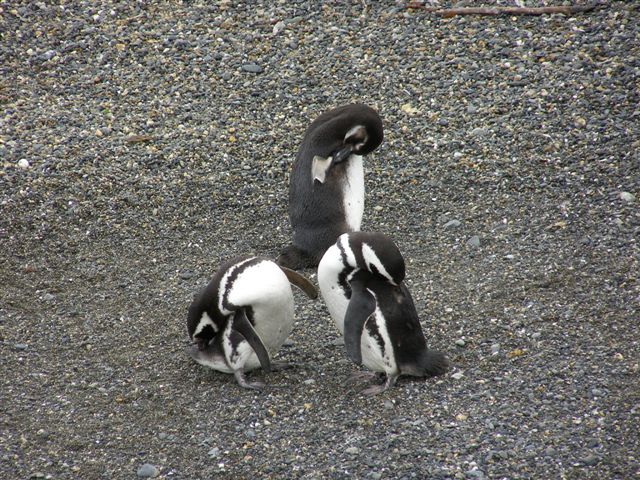 Pinguins eiland-Tierra del Fuego