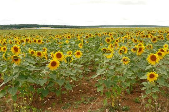 Sunflowers in the Loire, France
