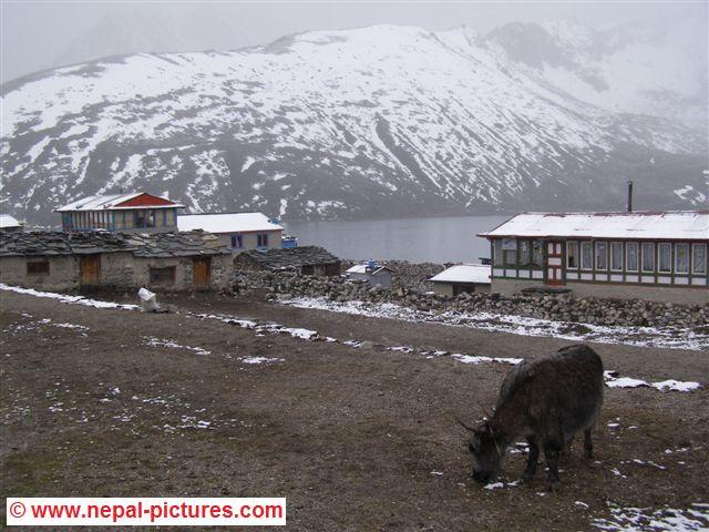 Gokyo dorpje in de sneeuw