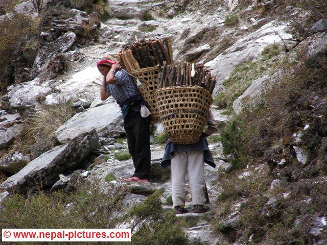 Sherpa vrouwen met hout