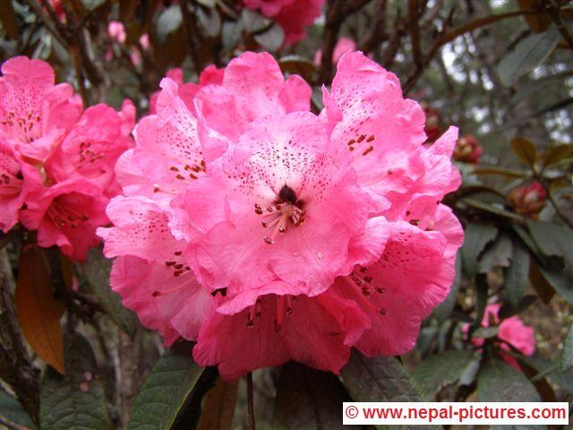 Rhododendron bloemen - Everest regio