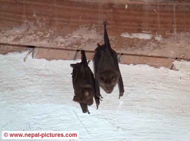 Bats in Ranighat palace near Tansen