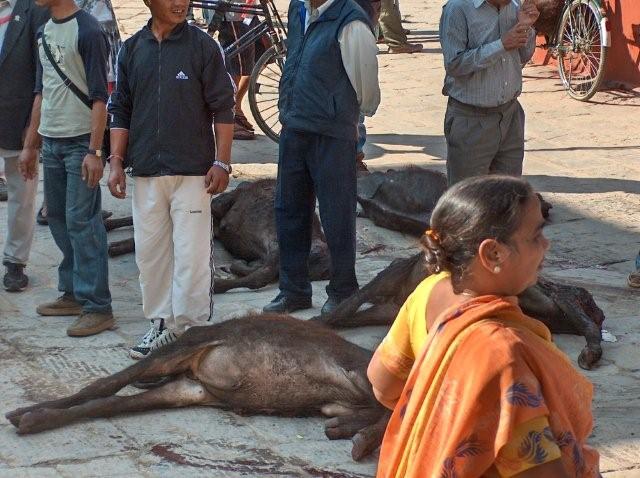 Buffalos sacrified to Goddess Durga