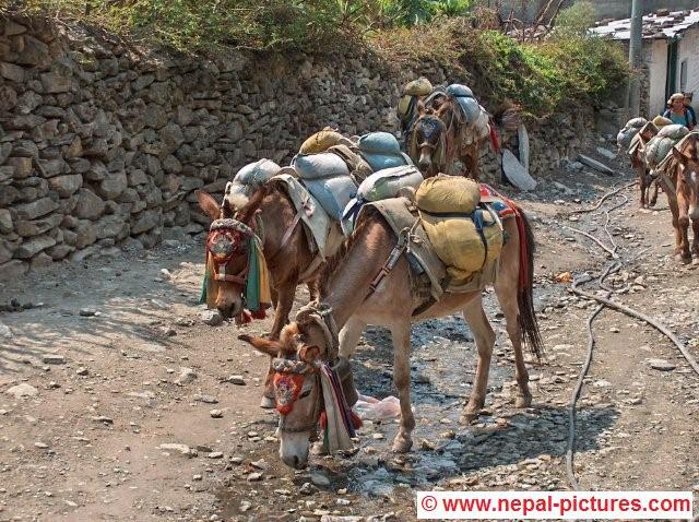 Donkeys in Tatopani