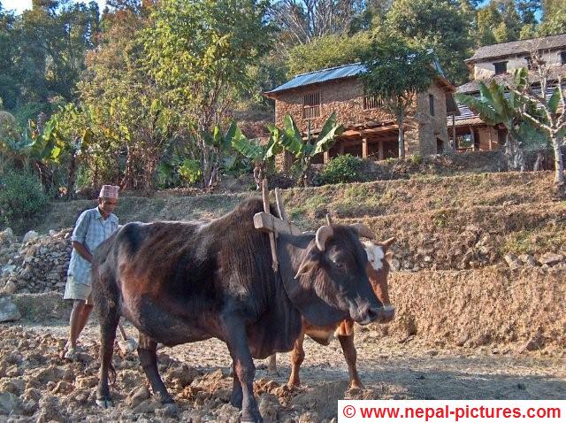 Nepali farmer in Dhading