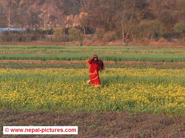 Nepali woman in the fields