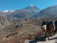 Blue sheep, Manang, Nepal