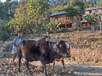 Nepali farmer in Dhading