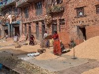 Women processing rice harvest in Thecho