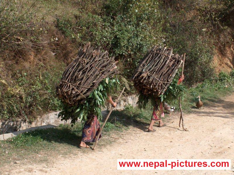 Women carrying firewood