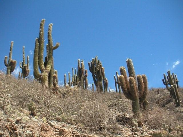 Giant cactusses Salta Argentina