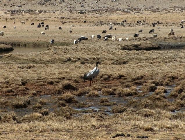 Blacked necked cranes in Tibet