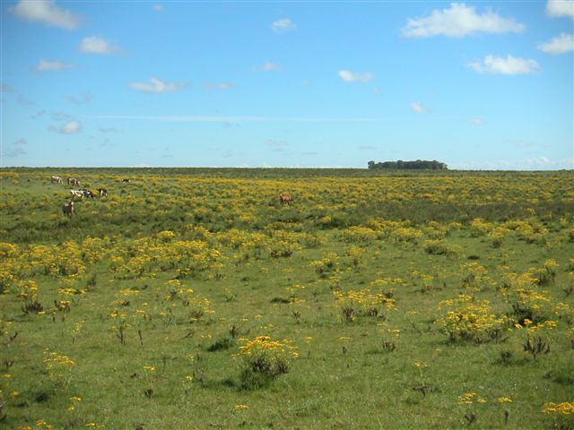 Uitgestrekt agrarisch landschap in Durazno - Uruguay
