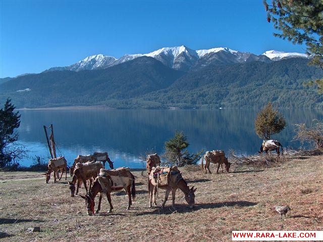 donkeys resting