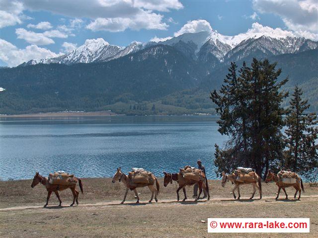 donkeys near Rara