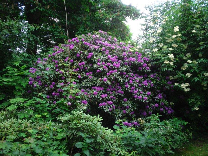 Rhododendron ponticum Vondelpark